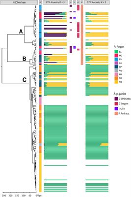 Phylogeography, taxonomy, and conservation of the endangered brown howler monkey, Alouatta guariba (Primates, Atelidae), of the Atlantic Forest